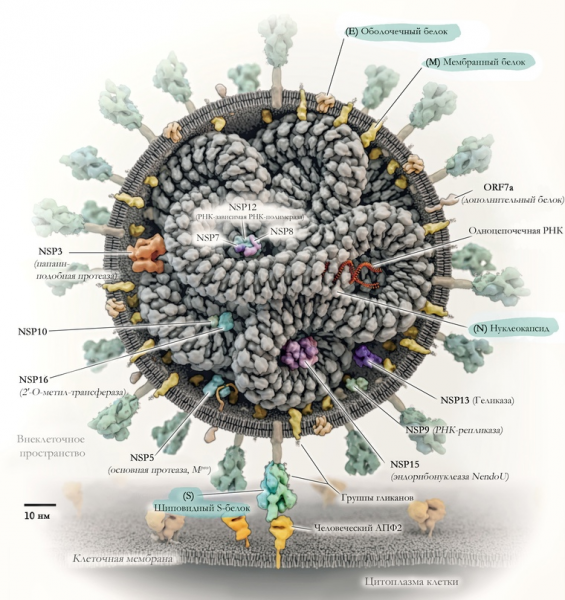 Вирусы и все виды вакцин: Разбор